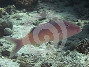Yellowsaddle goatfish photo