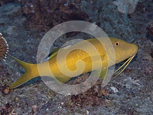 Yellowsaddle goatfish photo