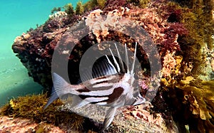 Yellowspotted Boarfish in Encounter Marine Park