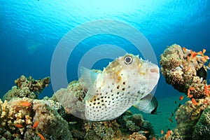 Yellowspotted Burrfish