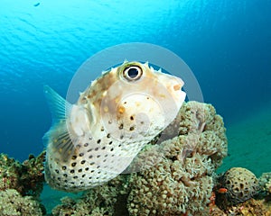 Yellowspotted Burrfish