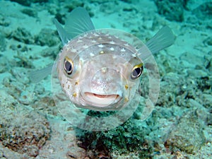 Yellowspotted burrfish