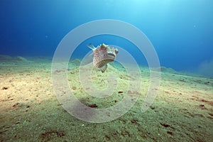 Yellowspotted burrfish and ocean