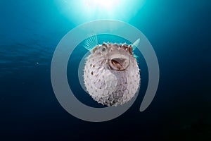 Yellowspotted burrfish using its defense system.