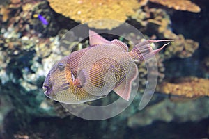 Yellowspotted triggerfish