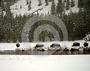 Yellowstone American Bison Herd