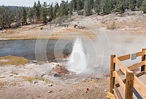 Yellowstone Artesia Geyser photo