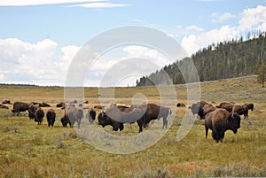 Yellowstone Bison img