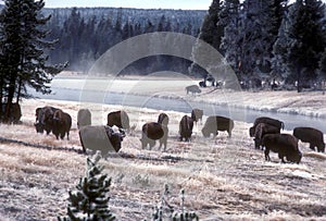 Yellowstone bison