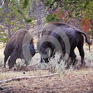 Yellowstone Bison buffalo wildlife fighting