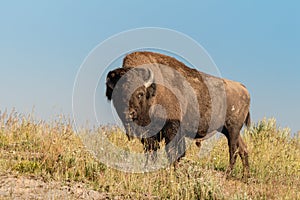 Hayden Valley bison img