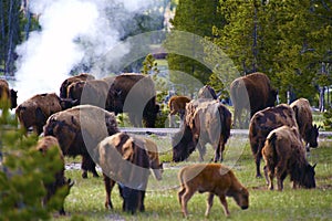 Yellowstone Bisons