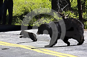 Yellowstone Black Bear and Cub