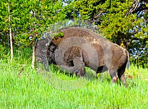 Yellowstone Buffalo