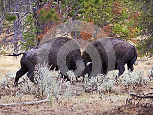 Yellowstone Buffalo bison bulls fighting