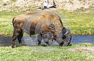 Yellowstone Buffalo