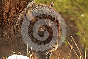 Yellowstone Buffalo in the Snow