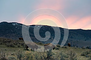 Yellowstone Buffalo at Sunrise