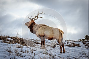 Yellowstone Bull Elk