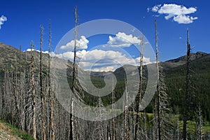 Yellowstone Burnt Forest