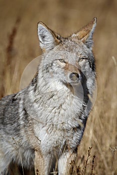 Yellowstone Coyote