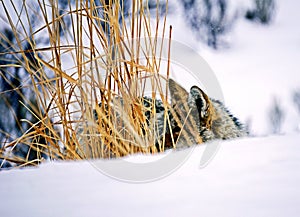 Yellowstone Coyote in Winter