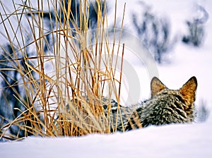 Yellowstone Coyote in Winter