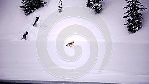 Yellowstone Coyote in Winter