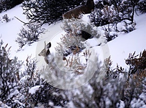 Yellowstone Deers in Winter