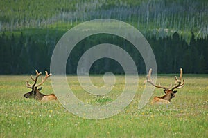 Yellowstone Elk