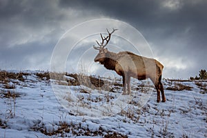 Yellowstone elk grazing in winter