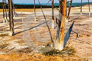Yellowstone Geothermal Area Denuded Trees
