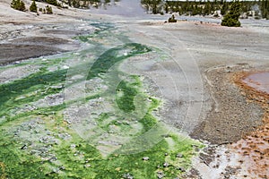 Yellowstone hot spring panorama