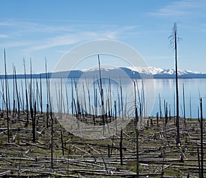 Yellowstone Lake with Dead Trees from Forest Fire in Foreground