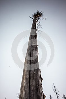 Yellowstone makes tree