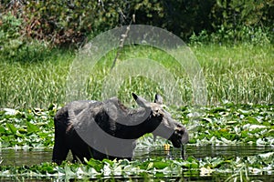 Yellowstone Moose Dining