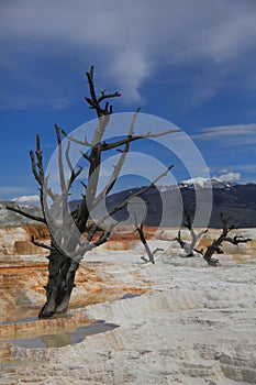 Yellowstone national Park 5