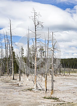 Yellowstone National Park