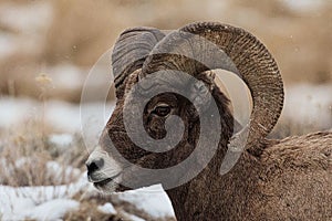 Yellowstone National Park Bighorn sheep closeup in winter