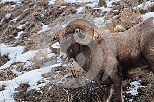 Yellowstone National Park Bighorn sheep closeup in winter