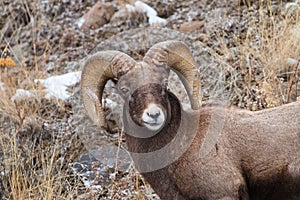 Yellowstone National Park Bighorn sheep closeup in winter