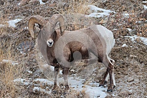 Yellowstone National Park Bighorn sheep closeup in winter