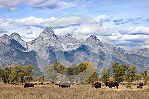 Yellowstone NATIONAL PARK BISON