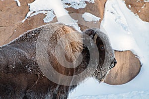 Yellowstone National Park Bison in winter