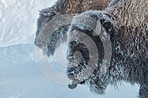 Yellowstone National Park Bison in winter sticking out tongue