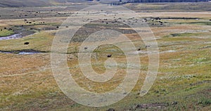 Yellowstone National Park buffalo bison herd in valley meadow 4K