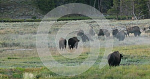 Yellowstone National Park buffalo bison meadow herd 4K