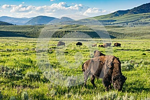 Yellowstone National Park Buffalo, Wyoming