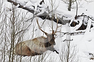 Yellowstone National Park elk sleeping in winter snow