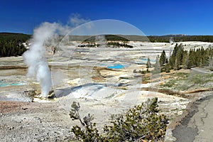 Yellowstone National Park, Norris Geyser Basin with Black Growler Vent, Wyoming, USA